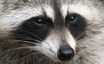 racoon